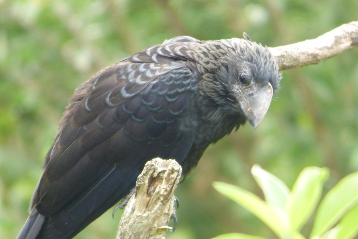 Smooth-billed Ani - ML315984521