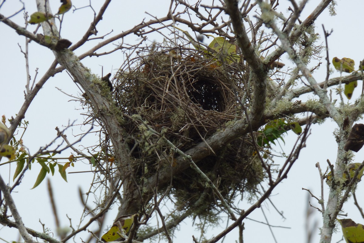 Smooth-billed Ani - ML315984701