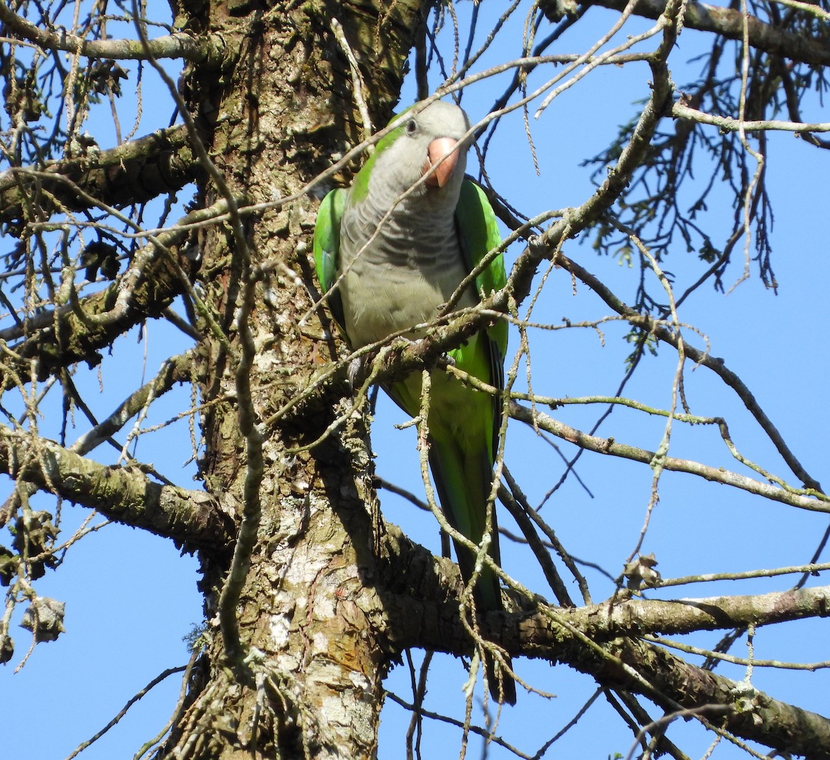 Monk Parakeet - ML315985531