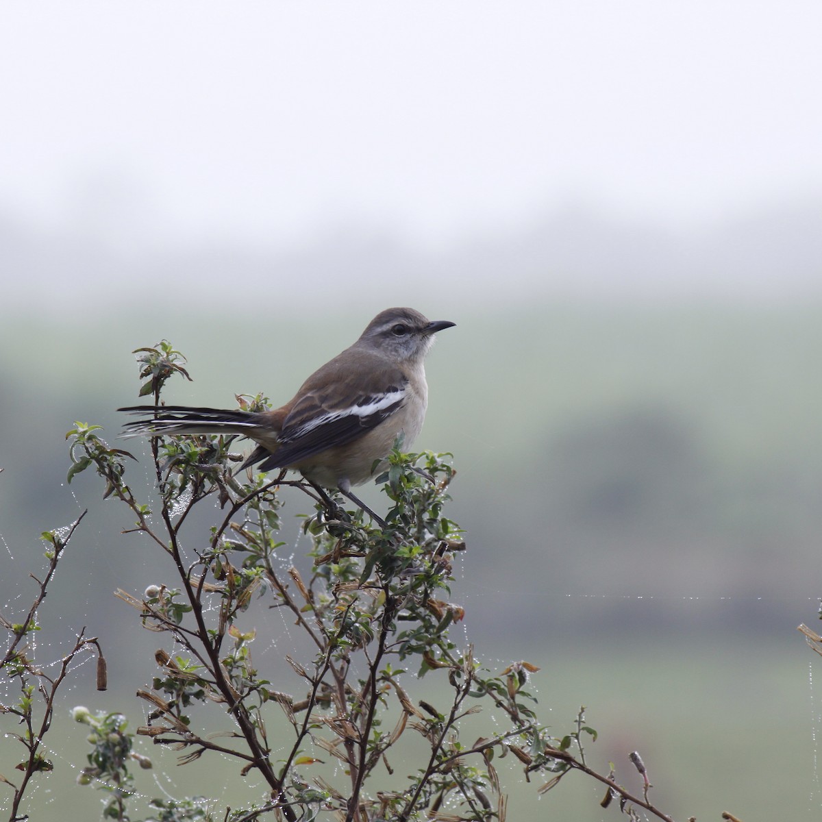 White-banded Mockingbird - ML31598571