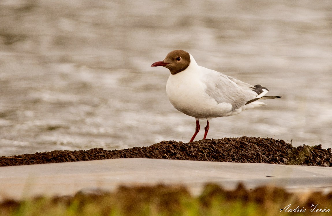 Brown-hooded Gull - ML315986601