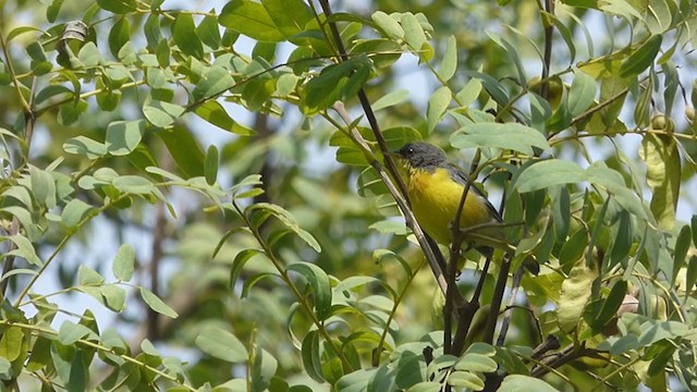 Parula Pitiayumí - ML315987031