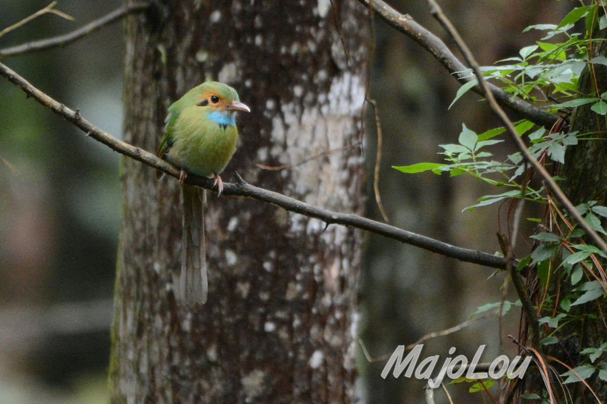 Blue-throated Motmot - Maria Jose Lou