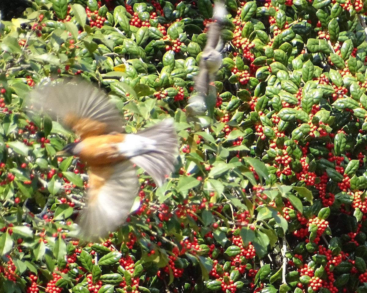 American Robin - ML315987791