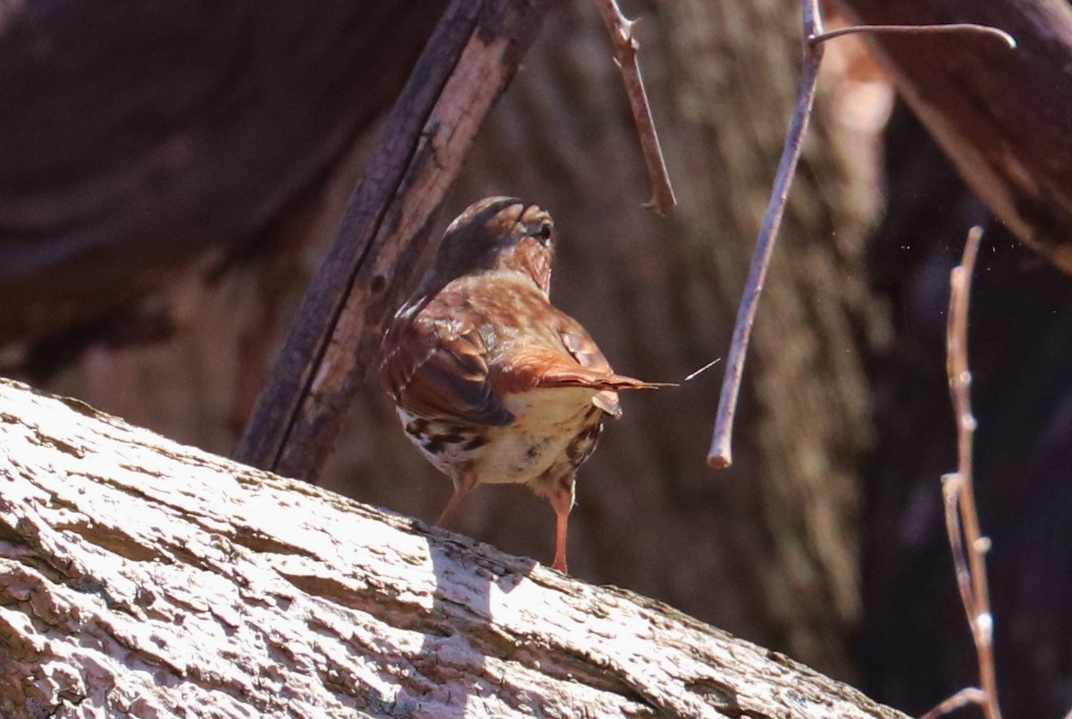 Fox Sparrow (Red) - ML315988041