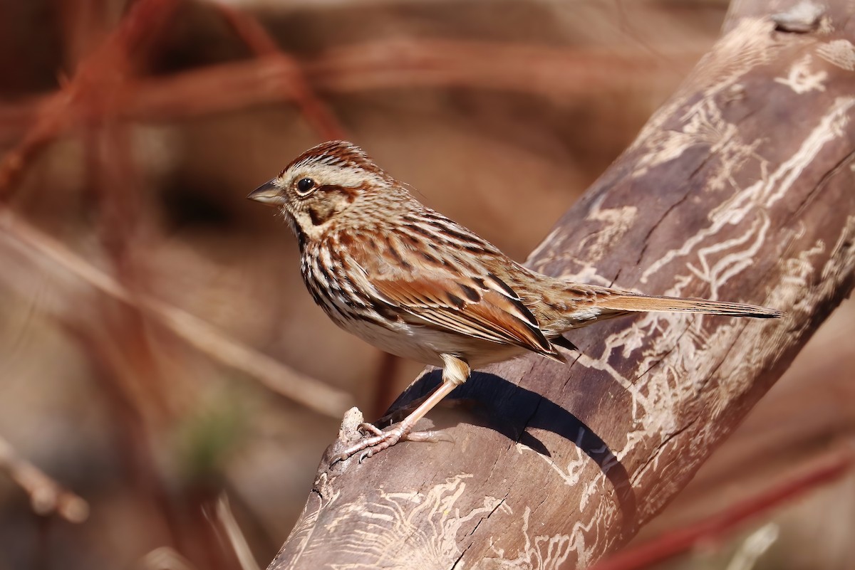 Song Sparrow - ML315988141