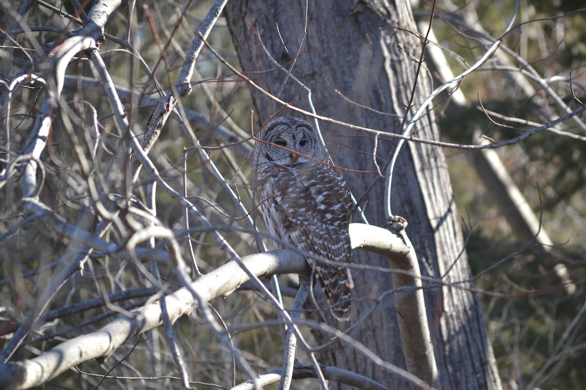 Barred Owl - ML315988851