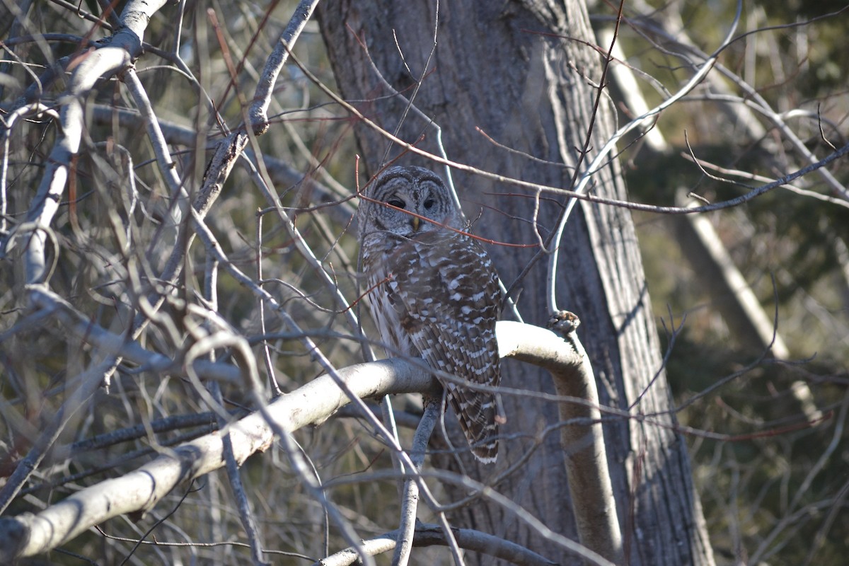 Barred Owl - ML315988881