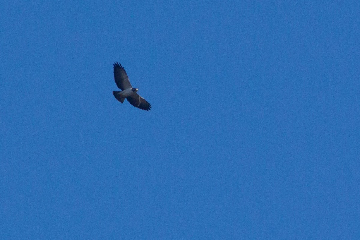 Short-tailed Hawk - ML31599181