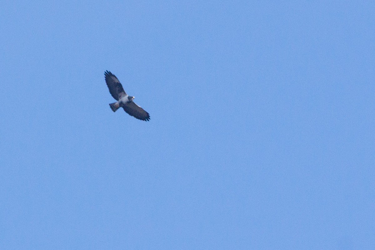 Short-tailed Hawk - ML31599191