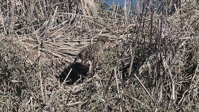 Ridgway's Rail (San Francisco Bay) - ML315992721