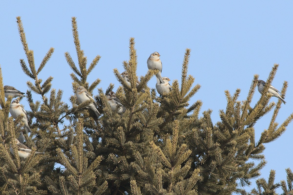 Snow Bunting - ML315994231