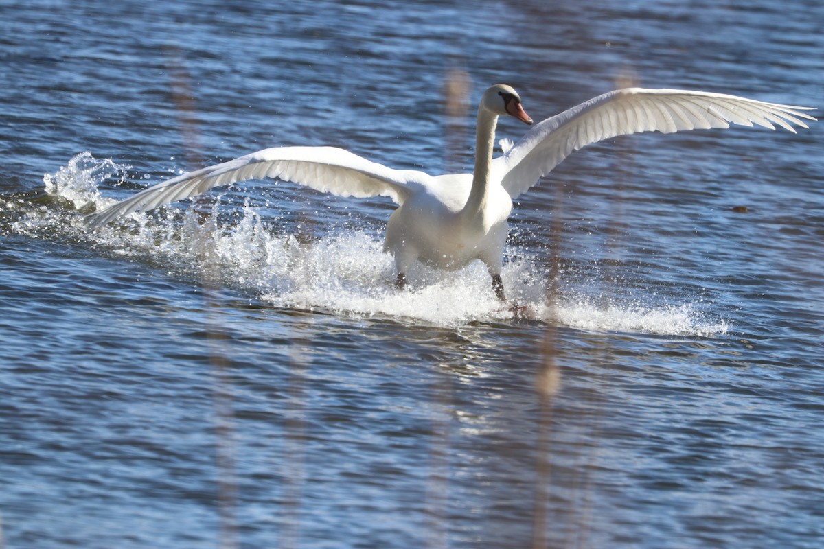 Cygne tuberculé - ML315994961