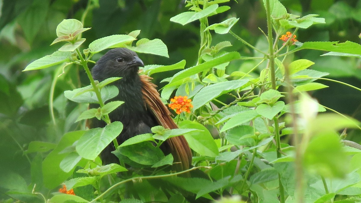 Lesser Coucal - ML31599701