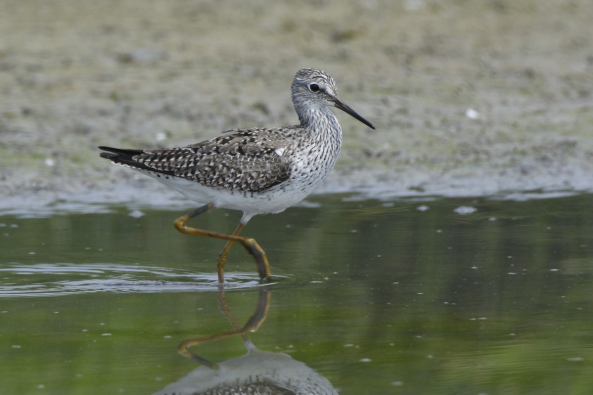 Lesser Yellowlegs - ML315997011