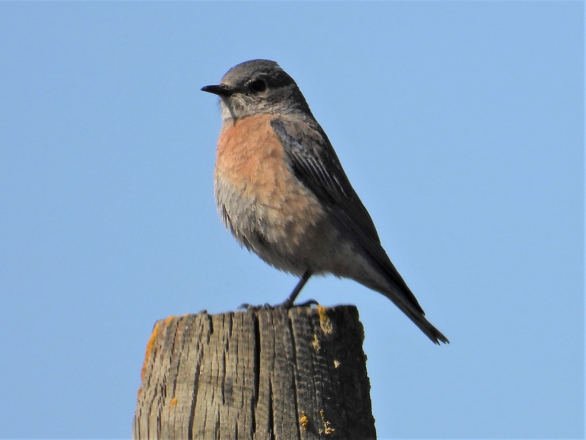 Western Bluebird - ML315998341