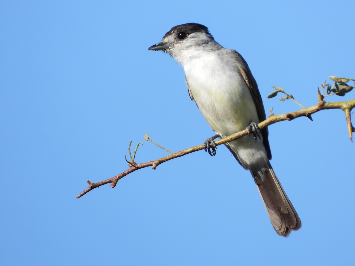 White-naped Xenopsaris - ML315998911