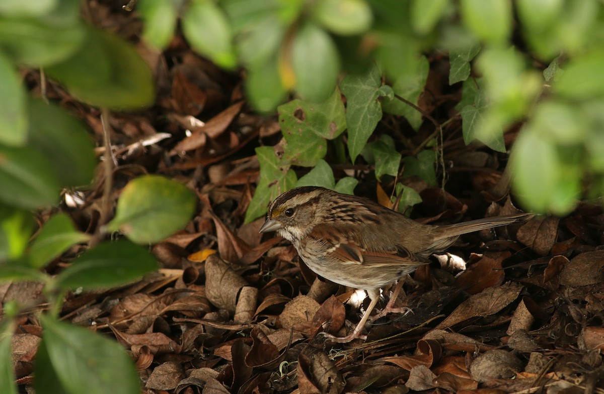 White-throated Sparrow - Bill Hubick