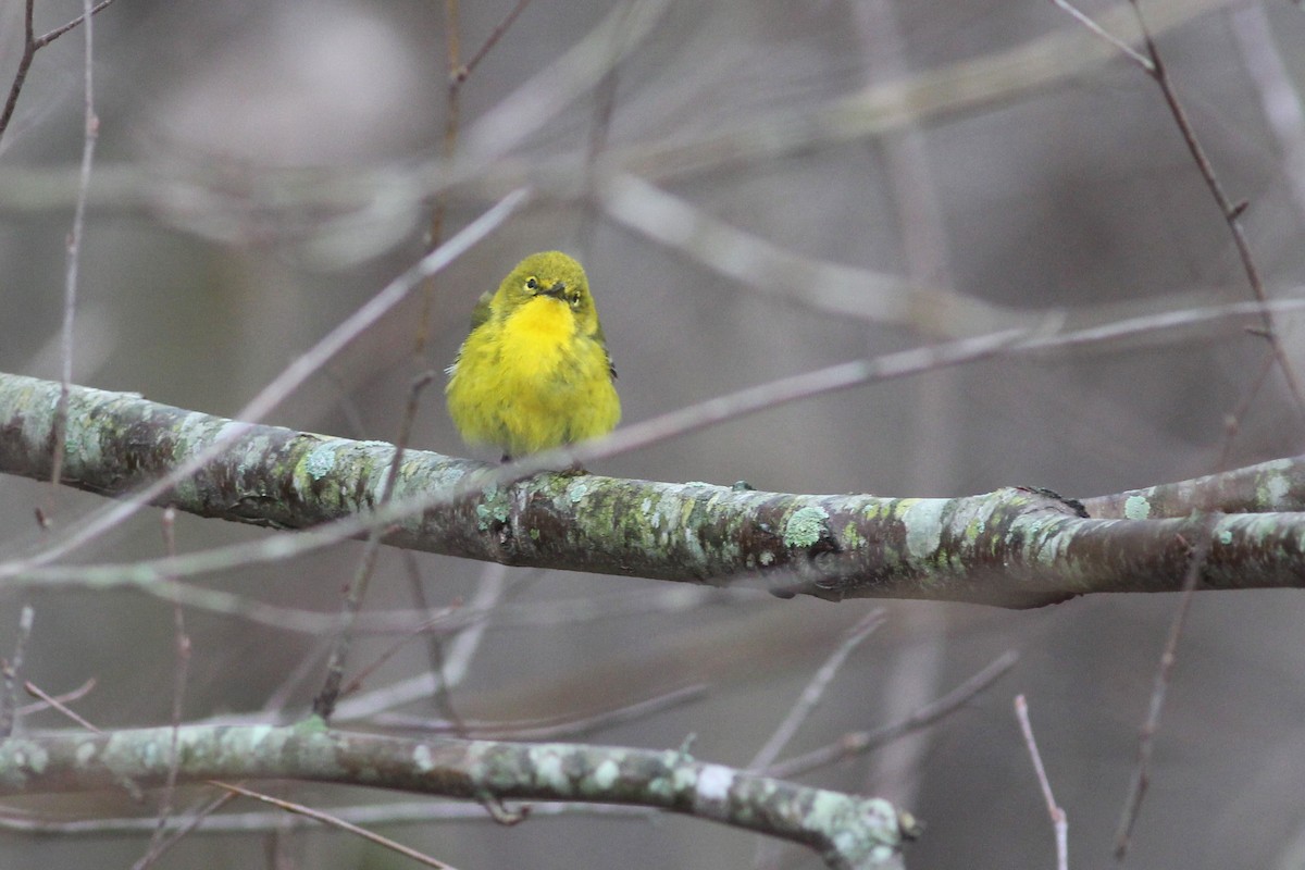 Pine Warbler - Timothy P. Jones