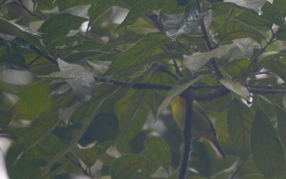 Green Shrike-Vireo - ML316004811