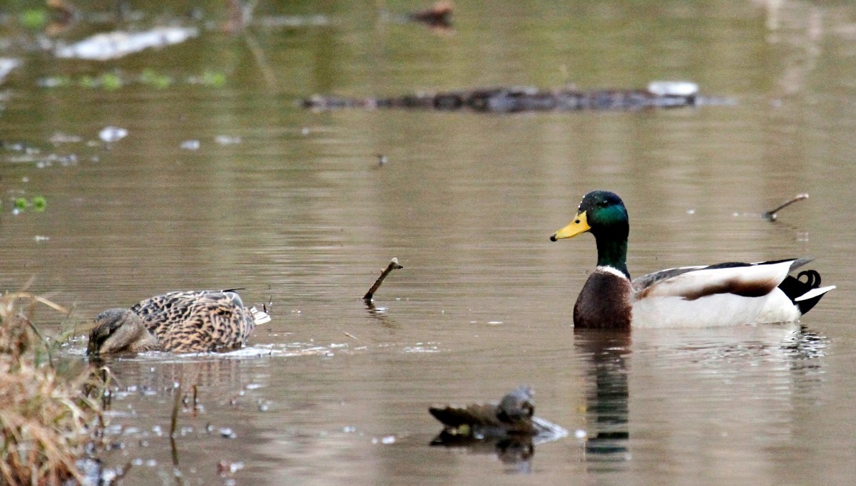 Mallard - ML316004831