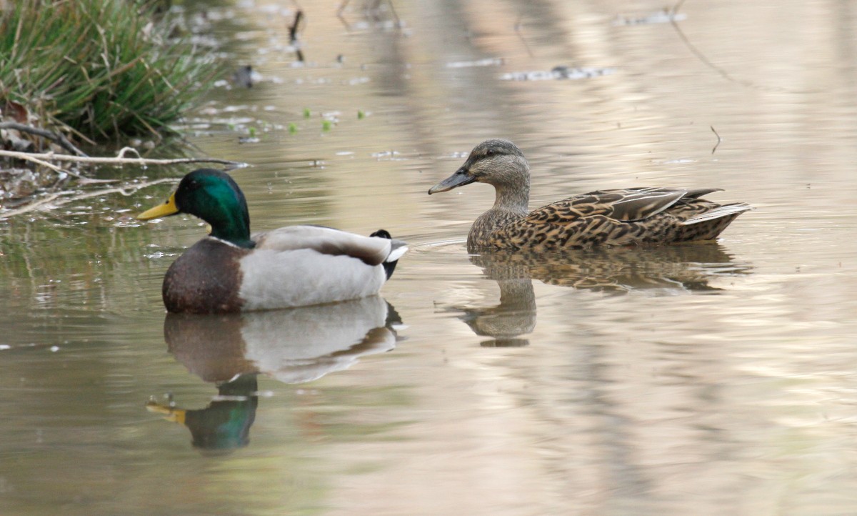 Mallard - ML316004841