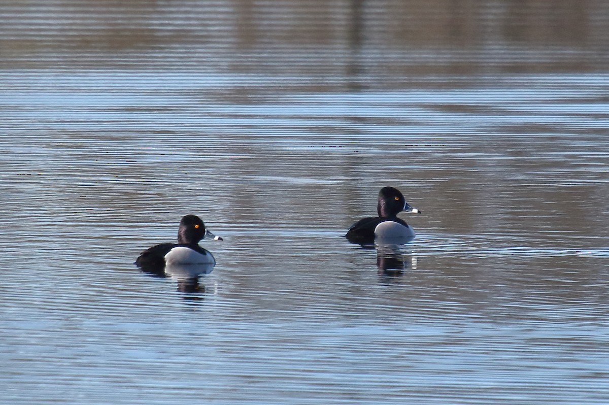 Ring-necked Duck - ML316004901