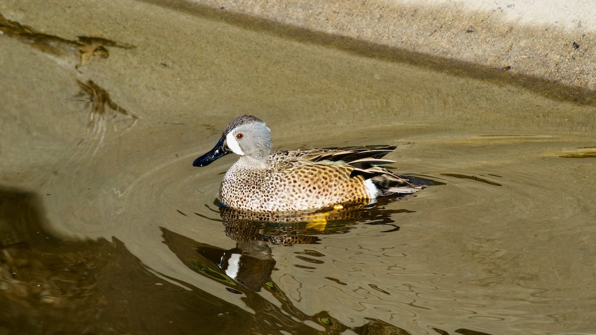 Blue-winged Teal - Jane Mygatt