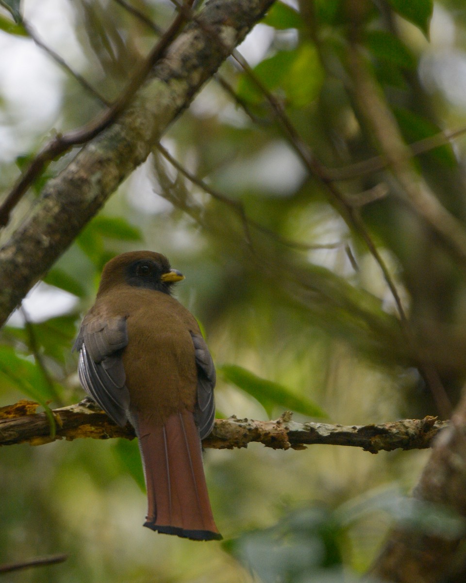 Trogon rosalba (puella) - ML316004941