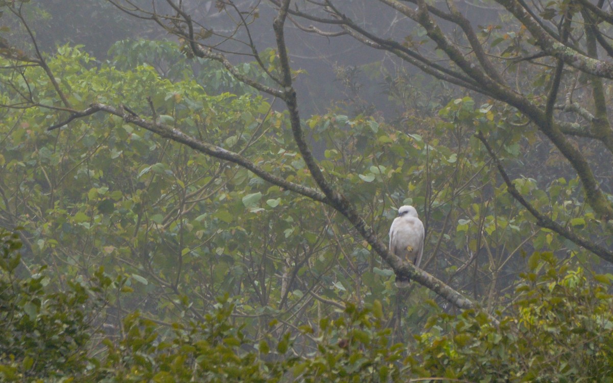 Schneebussard (ghiesbreghti) - ML316005301