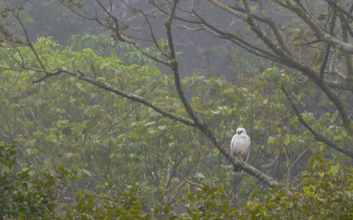 Schneebussard (ghiesbreghti) - ML316005311