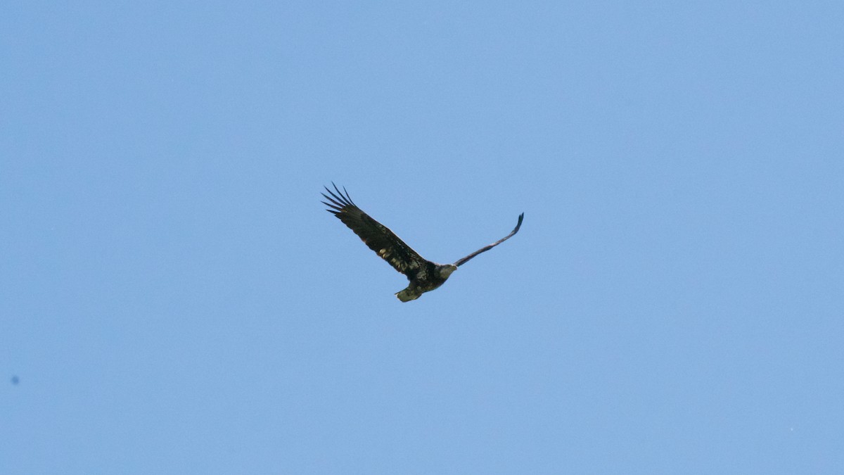 Bald Eagle - ML316005371