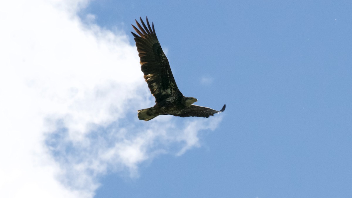 Bald Eagle - Jane Mygatt