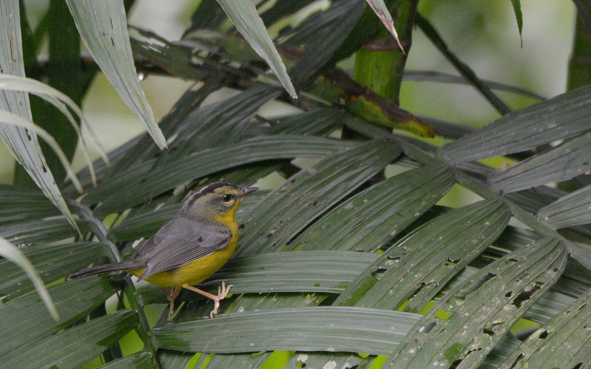 gyllenkroneparula (culicivorus gr.) - ML316005561