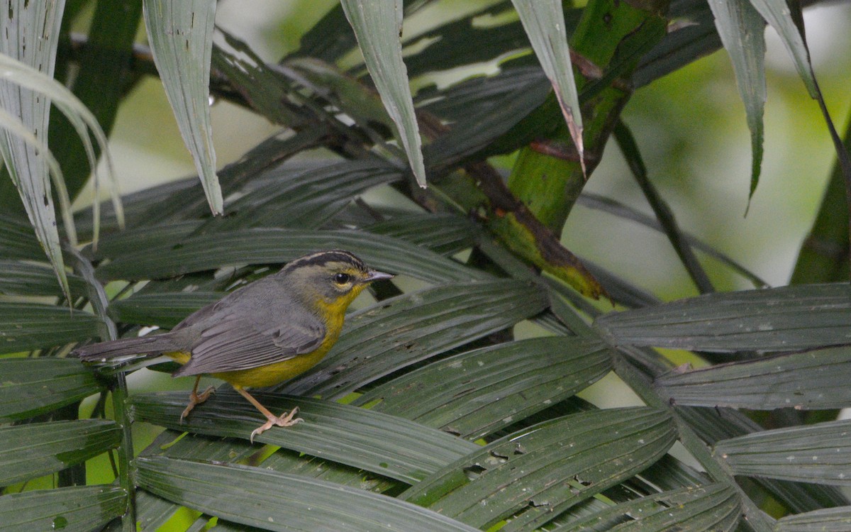 Reinita Coronidorada (grupo culicivorus) - ML316005621