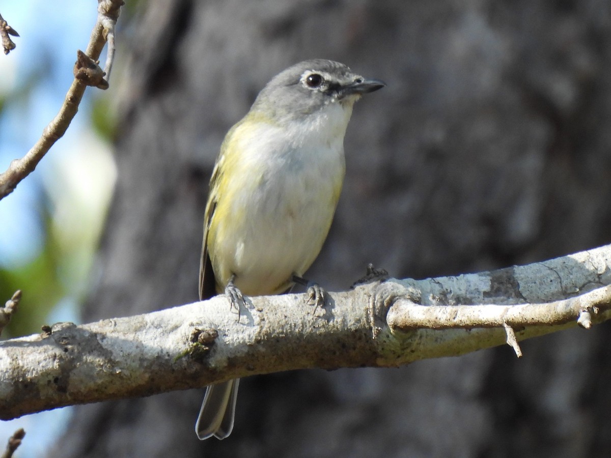 Vireo Solitario - ML316005791