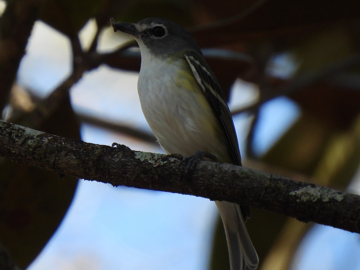 Blue-headed Vireo - ML316005831