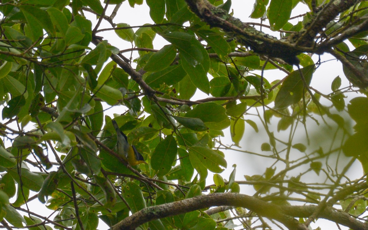 Tropikal Parula (inornata) - ML316005941