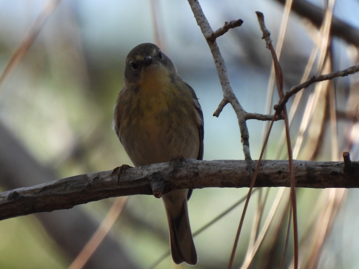 Pine Warbler - ML316005971