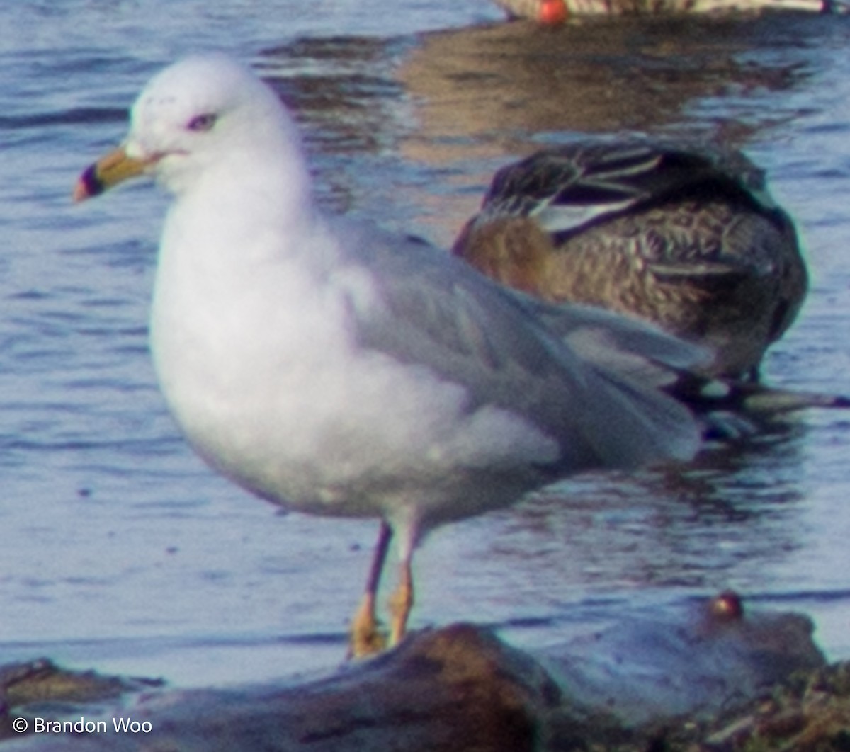 Ring-billed Gull - Brandon Woo