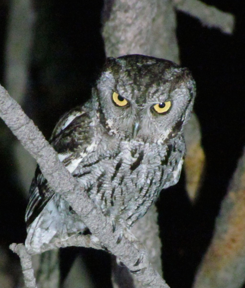 Western Screech-Owl - ML31600601