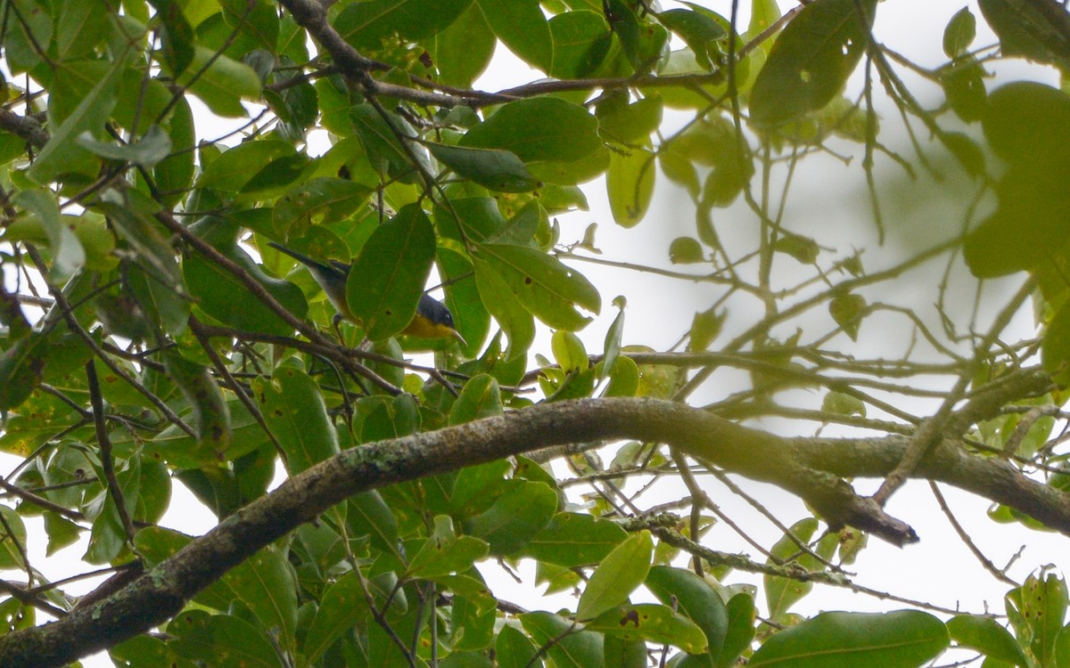 Tropikal Parula (inornata) - ML316006041