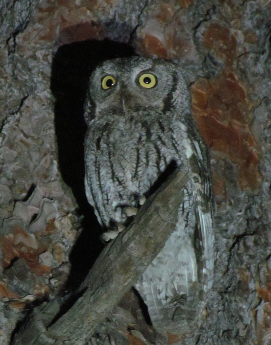 Western Screech-Owl - ML31600611