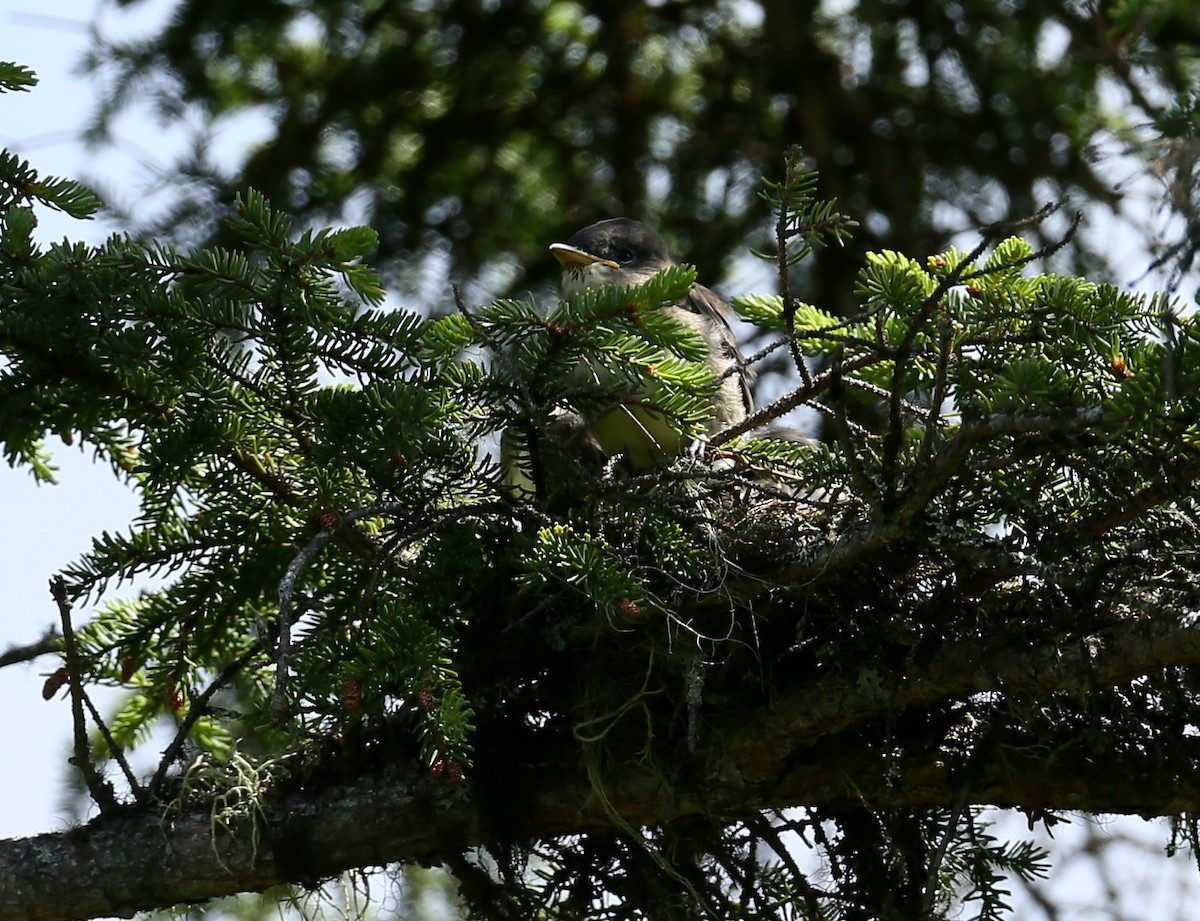 Olive-sided Flycatcher - ML31600841