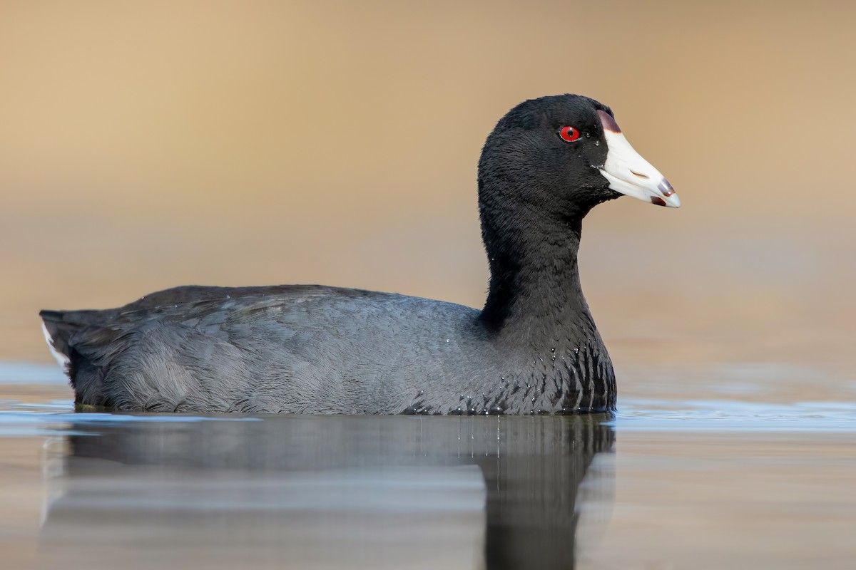 American Coot - Matthew Plante