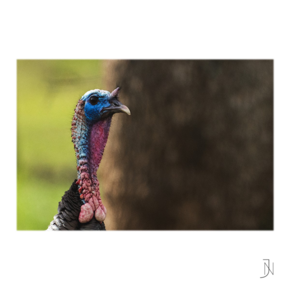 Wild Turkey - ML316010201