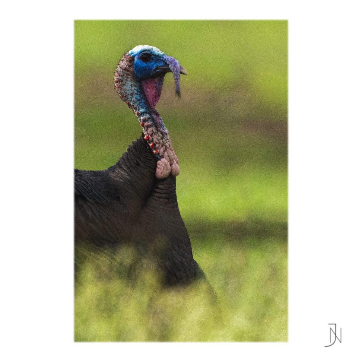 Wild Turkey - ML316010231