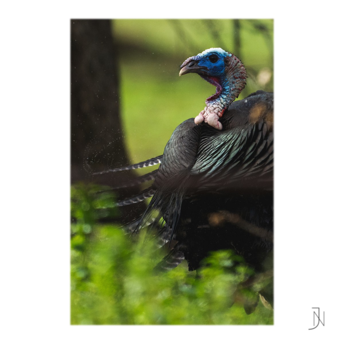 Wild Turkey - ML316010251