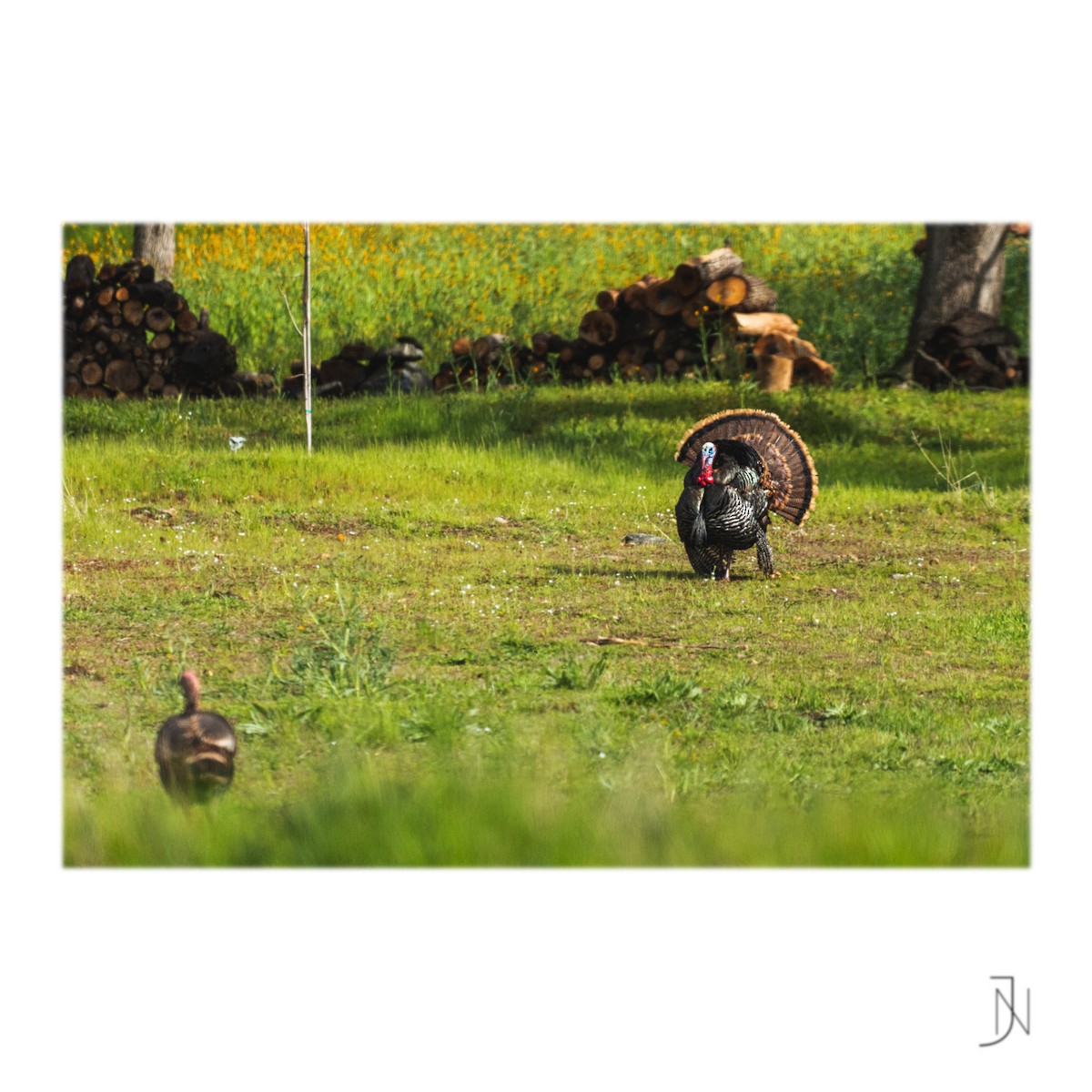 Wild Turkey - ML316010281