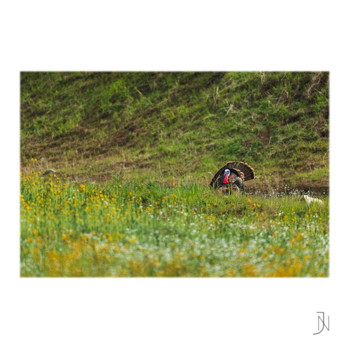 Wild Turkey - ML316010291